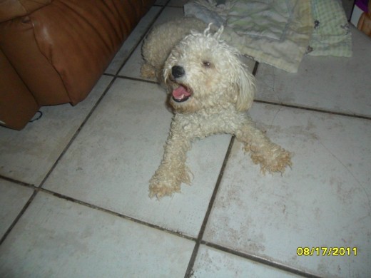 roxy tiene dos anos de edad desde las seis semanas esta con nuestra fmilia fue un regalo que hize a mis hijos despues de que pasaramos una etapa de rebeldia de uno de ellos y se convirtio en otro miembro mas de nuestra familia